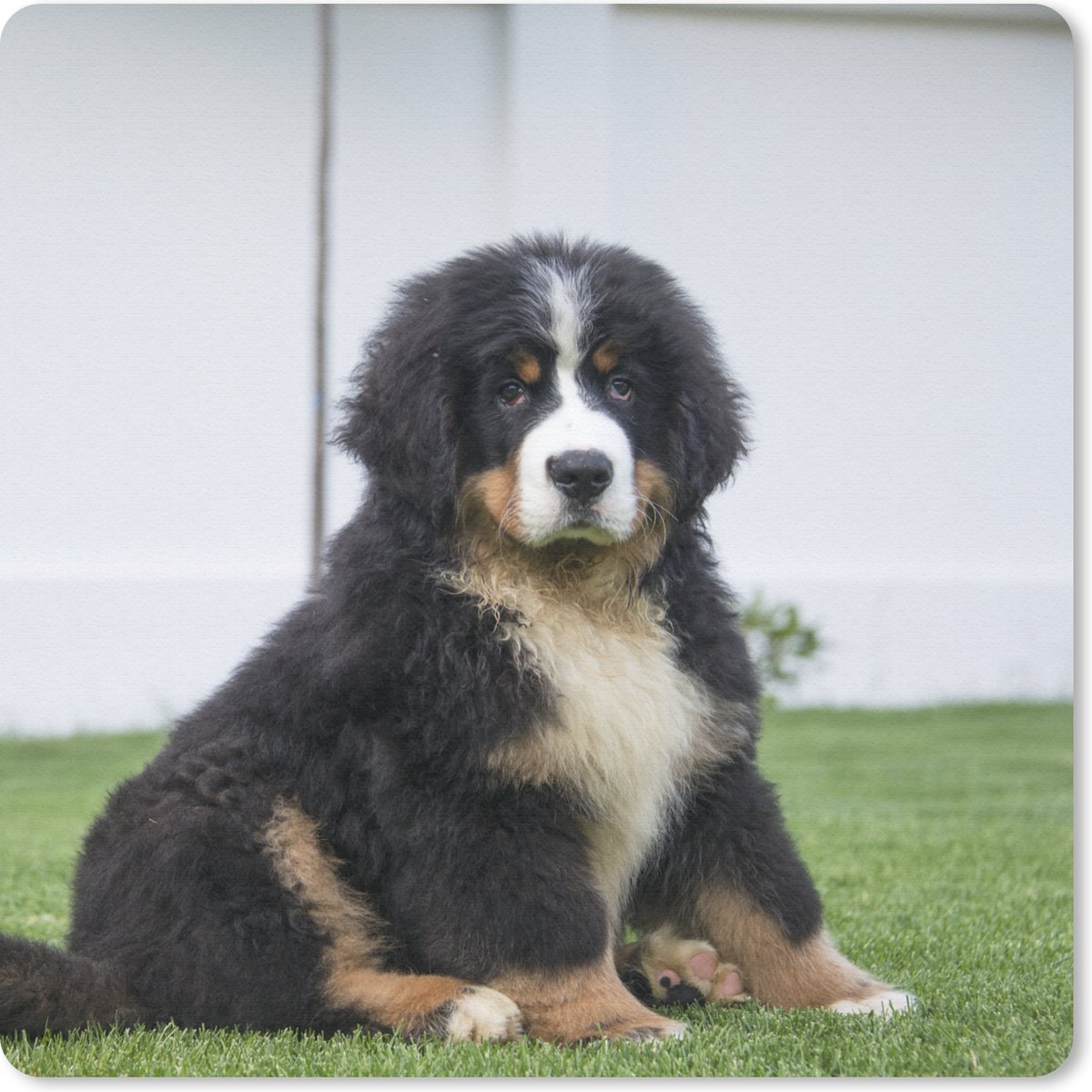 Muismat 30x30 cm - Mousepad Super schattige Berner Sennenhond puppy - Muismatten