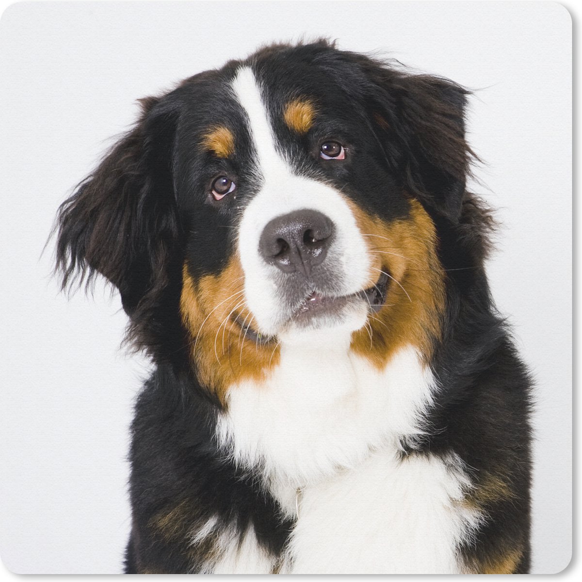 Muismat 30x30 cm - Mousepad Portretfoto van een Berner Sennenhond - Muismatten