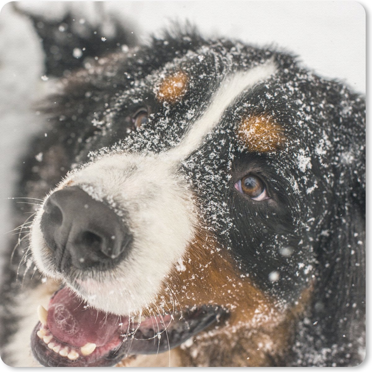 Muismat 30x30 cm - Mousepad Een Berner Sennenhond onder het sneeuw - Muismatten