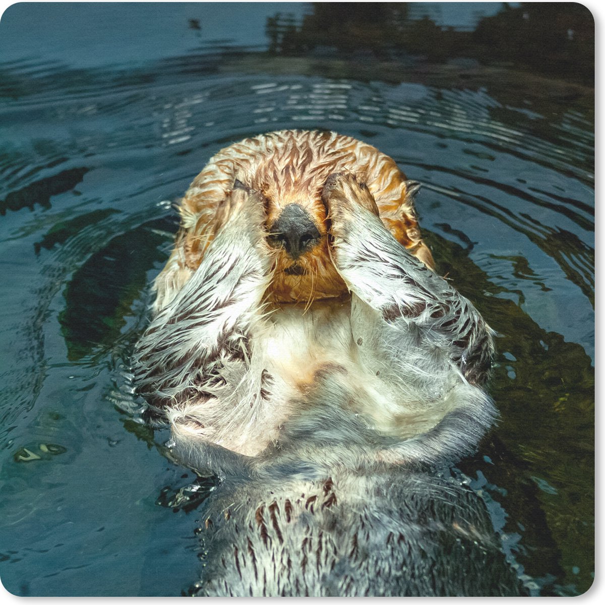 Muismat 20x20 cm - Mousepad Otter ligt in het water - Muismatten