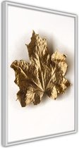 Dried Maple Leaf