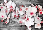 Fotobehang - Callous orchids.