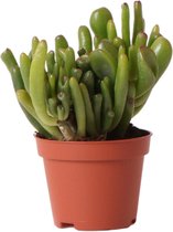 Kolibri Greens | Groene plant - Succulent Crassula Hobbit - potmaat Ø6cm