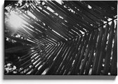 Walljar - Cocosnoot Palm - Muurdecoratie - Canvas schilderij