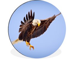 WallCircle - Wandcirkel - Muurcirkel - Adelaar - Zeearend - Prooi - Jagen - Vogels - Aluminium - Dibond - ⌀ 120 cm - Binnen en Buiten XXL