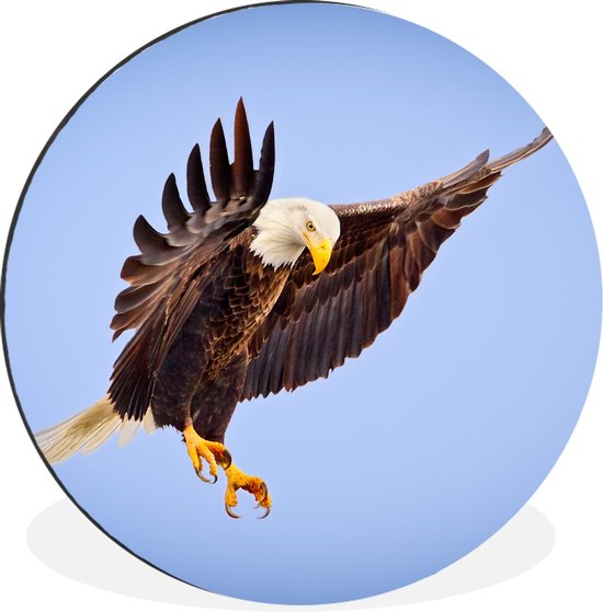 WallCircle - Wandcirkel - Muurcirkel - Adelaar - Zeearend - Prooi - Jagen - Vogels - Aluminium - Dibond - ⌀ 120 cm - Binnen en Buiten XXL