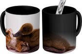 Magische Mok - Foto op Warmte Mokken - Koffiemok - Baby eend met cavia's - Magic Mok - Beker - 350 ML - Theemok