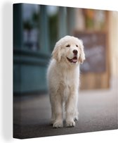 Tableau sur toile Un chiot Golden Retriever marchant sur le trottoir - 50x50 cm - Décoration murale Art