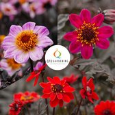 Dahlia pakket Donkerbladig