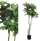 Tree Green money tree in black plastic pot