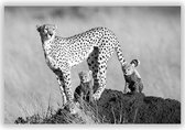 Cheetah met welp in de Natuur op Aluminium -  Foto op Dibond - Aluminium Schilderij - 140x70 cm
