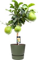 Citrus Maxima op stam in ELHO outdoor sierpot Greenville Rond (groen) ↨ 85cm - hoge kwaliteit planten