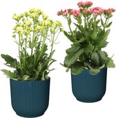 Combinatie Kalanchoë Sunny Pink en White in ELHO Vibes Fold sierpot (diepblauw) ↨ 40cm - 2 stuks - planten - binnenplanten - buitenplanten - tuinplanten - potplanten - hangplanten - plantenba