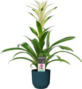 Decorum Guzmania Mara in ELHO ® Vibes Fold Rond (diepblauw) ↨ 60cm - planten - binnenplanten - buitenplanten - tuinplanten - potplanten - hangplanten - plantenbak - bomen - planten