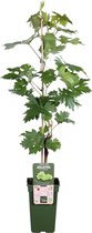 Witte druif ‘Vitis Lakemont’ (Tasty Green) ↨ 50cm - hoge kwaliteit planten
