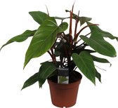Decorum Philodendron Red Emerald ↨ 60cm - planten - binnenplanten - buitenplanten - tuinplanten - potplanten - hangplanten - plantenbak - bomen - plantenspuit
