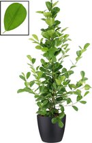Ficus microcarpa moclame in ELHO Brussels Round (zwart) ↨ 105cm - planten - binnenplanten - buitenplanten - tuinplanten - potplanten - hangplanten - plantenbak - bomen - plantenspuit