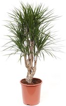 Dracaena Marginata ↨ 100cm - hoge kwaliteit planten