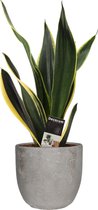 Sansevieria Night Shade in Mica sierpot Jimmy (lichtgrijs) ↨ 55cm - hoge kwaliteit planten