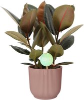 Ficus Abidjan in ELHO Vibes (roze) ↨ 60cm - planten - binnenplanten - buitenplanten - tuinplanten - potplanten - hangplanten - plantenbak - bomen - plantenspuit