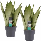 Duo Sansevieria Moonshine met Anna Grey potten ↨ 30cm - 2 stuks - hoge kwaliteit planten