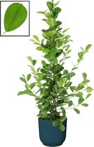 Ficus microcarpa moclame in ELHO Vibes Fold Rond sierpot  (diepblauw) ↨ 105cm - planten - binnenplanten - buitenplanten - tuinplanten - potplanten - hangplanten - plantenbak - bomen - planten