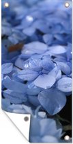 Schuttingposter Blauwe hortensia's met waterdruppels - 100x200 cm - Tuindoek