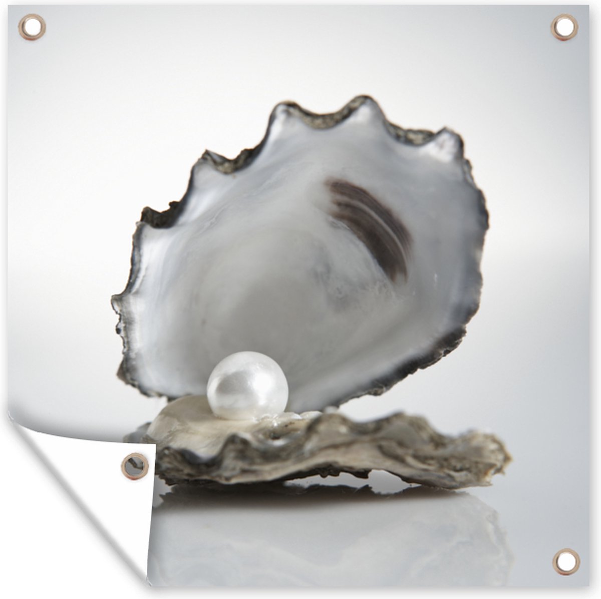 Tuinposters Parel in een oester op een witte achtergrond 50x50 cm Tuinposters Parel in een oester op een witte achtergrond 50x50 cm