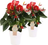 FloriaFor - Duo Anthurium Red Champion In Keramiek Anna (wit) - - ↨ 40cm - ⌀ 12cm