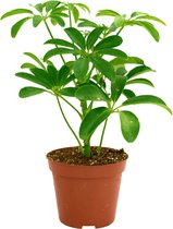 Schefflera Arboricola Luseana  Ø9cm  Dwergparaplu  Vingerboompje