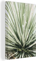 Canvas Schilderij Planten - Vetplant - Agave - 20x30 cm - Wanddecoratie