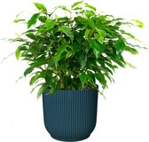 FloriaFor - Ficus ‘Green Kinky’ In ELHO Vibes Fold Sierpot (diepblauw) - - ↨ 30cm - ⌀ 14cm