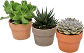 FloriaFor  - Trio Vetplanten In Terracotta Keramiek - Vers Van De Kweker - ↨ 16cm - ⌀ 11cm