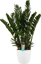 FloriaFor - Kentia Palm - Elho Brussels Soap - - ↨ 120cm - ⌀ 27cm