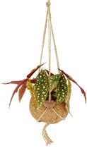 FloriaFor  - Kokodama Begonia Maculata - Vers Van De Kweker - ↨ 25cm - ⌀ 17cm