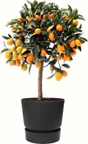 FloriaFor - Citrus Kumquat In ELHO Outdoor Sierpot Greenville Rond (zwart) - - ↨ 75cm - ⌀ 25cm