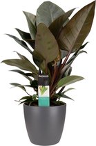 FloriaFor - Philodendron Congo Rojo In ELHO Sierpot Brussels (antraciet) - - ↨ 70cm - ⌀ 20cm