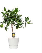 FloriaFor - Citrus Lime In ELHO Outdoor Sierpot Greenville Rond (wit) - - ↨ 80cm - ⌀ 25cm