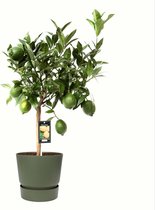 FloriaFor - Citrus Green Lime In ELHO Outdoor Sierpot Greenville Rond (groen) - - ↨ 85cm - ⌀ 25cm