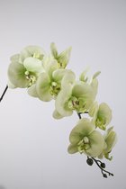 Kunstbloem - Phalaenopsis - vlinderorchidee - topkwaliteit decoratie - 2 stuks - zijden bloem - Groen - 86 cm hoog