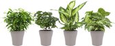 FloriaFor - Combibox Hippe Kamerplanten In Anne Taupe Keramiek - - ↨ 25cm - ⌀ 12cm