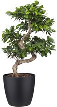 FloriaFor - Ficus Gin Seng Bonsai Met Elho Brussels Round Pot Black - - ↨ 70cm - ⌀ 27cm