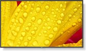 Monitor NEC 60005057 4K Ultra HD LED 55