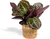 Hello Plants Calathea Roseopicta Dottie in Mand -Ø 14 cm - Hoogte: 40 cm - Schaduwplant Pauwenplant