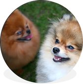 WallCircle - Wandcirkel - Muurcirkel - Twee pomeriaanse honden - Aluminium - Dibond - ⌀ 60 cm - Binnen en Buiten