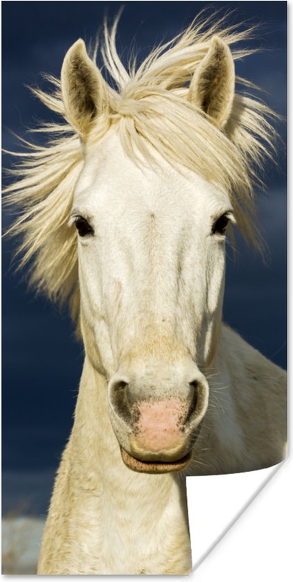 Affiche Cheval en Camargue - 20x40 cm