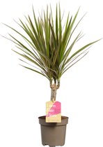 Kamerplant van Botanicly – Drakenboom – Hoogte: 45 cm – Dracaena Marginata Bicolor