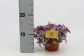 Kamerplant van Botanicly – Vaderplant – Hoogte: 10 cm – Tradescantia zebrina