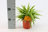 Kamerplant van Botanicly – Graslelie – Hoogte: 20 cm – Chlorophytum comosum