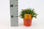 Cactus van Botanicly – Rotskoraal – Hoogte: 15 cm – Rhipsalis Heteroclada